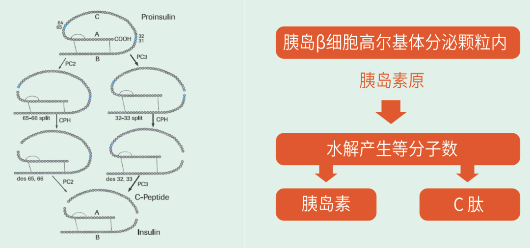 推荐 | 糖尿病早筛化学发光解决方案请查收！
