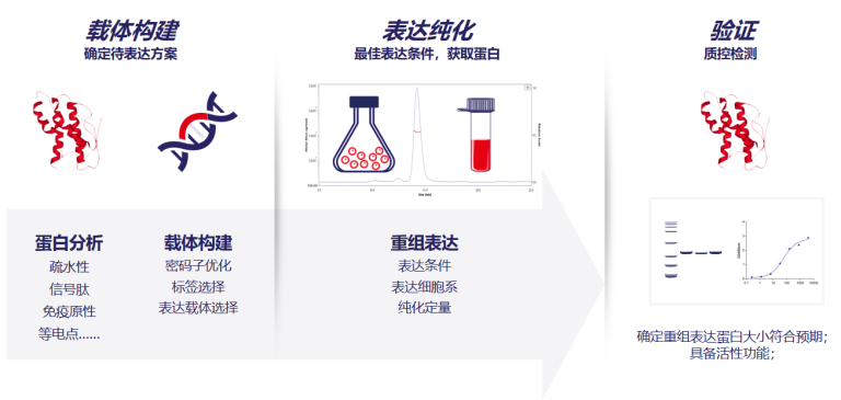 蛋白&抗体重组表达服务? 蛋白&抗体重组表达服务?