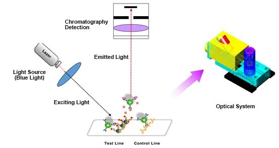 Fluorescence Immunochromatography Unlocks Different Tumor Marker Fluorescence Immunochromatography Unlocks Different Tumor Marker