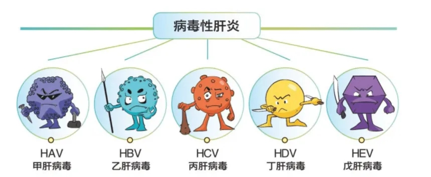 大众科普|守护健康肝脏,从你我做起~ 大众科普|守护健康肝脏,从你我做起~