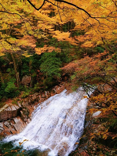 紅葉寄相思 戰(zhàn)友情意濃 紅葉寄相思 戰(zhàn)友情意濃