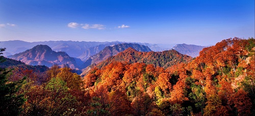 紅葉寄相思 戰(zhàn)友情意濃 紅葉寄相思 戰(zhàn)友情意濃