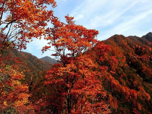紅葉寄相思 戰(zhàn)友情意濃 紅葉寄相思 戰(zhàn)友情意濃