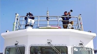 上游“金口种群”、中间“天兴洲小种群”、下游“双柳种群”江豚回归江城现三大“种群”