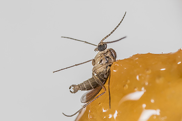 室内发现蠓虫怎么办?有没有安全有效的防治方法? 室内发现蠓虫怎么办?有没有安全有效的防治方法?