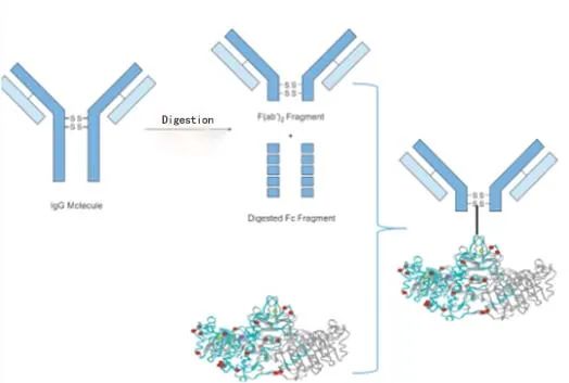 The new high-sensitivity troponin I/T upgraded again! The new high-sensitivity troponin I/T upgraded again!
