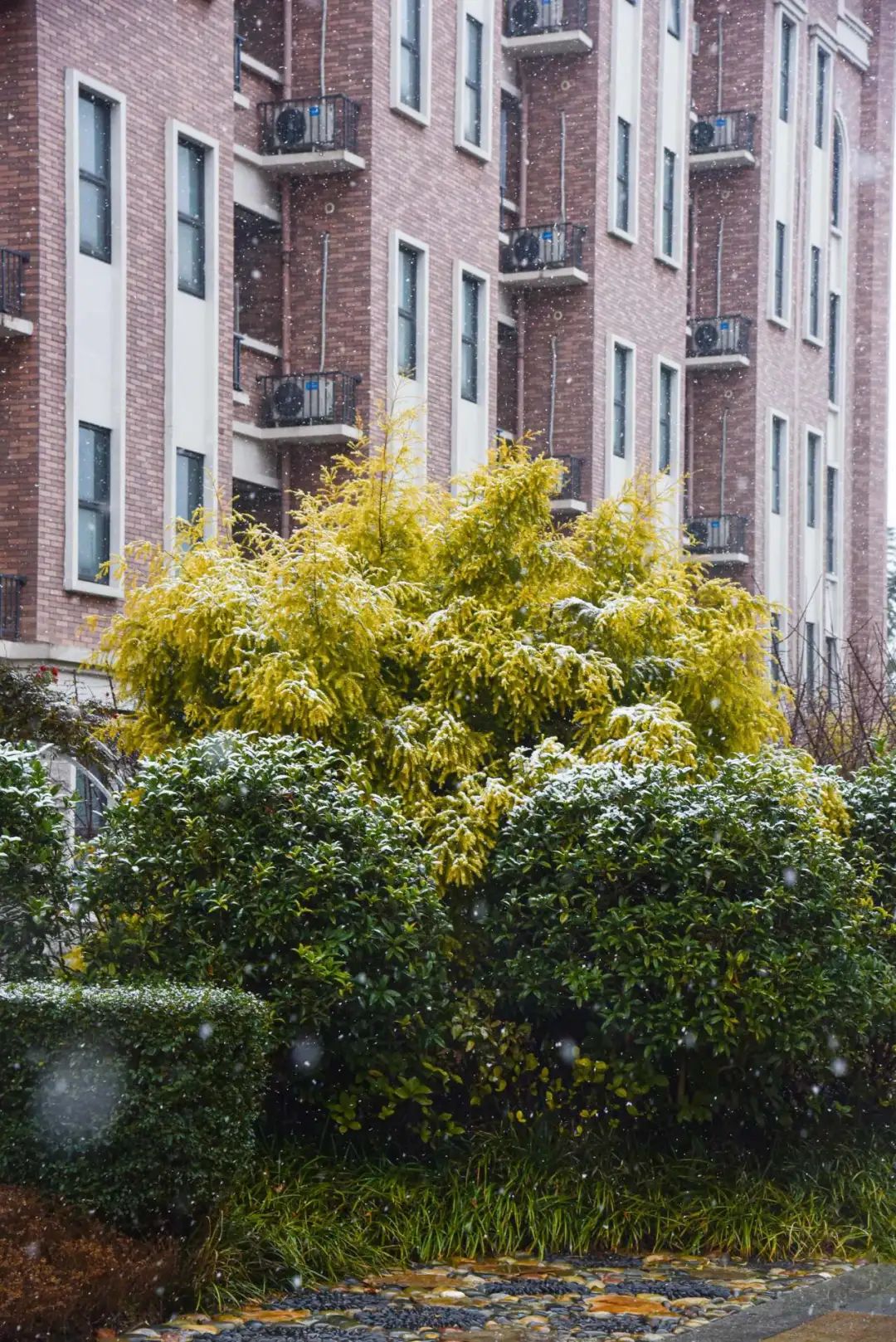 下雪啦，下雪啦！邀请朋友们欣赏新川蓝花楹校园里的雪景。 