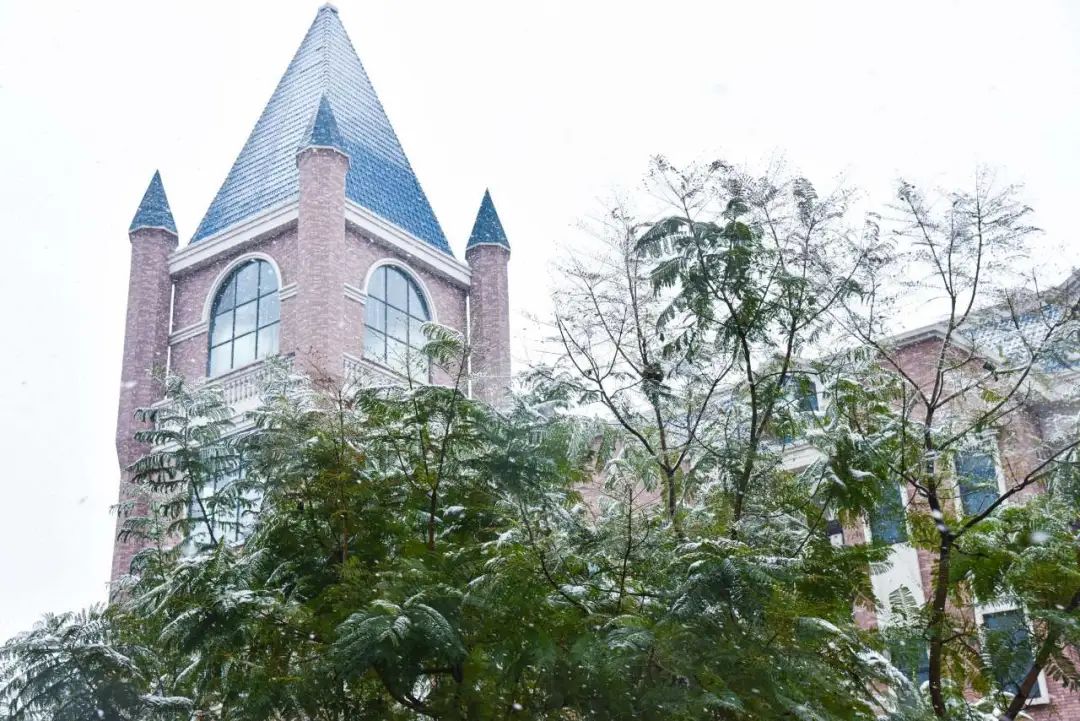 下雪啦，下雪啦！邀请朋友们欣赏新川蓝花楹校园里的雪景。 