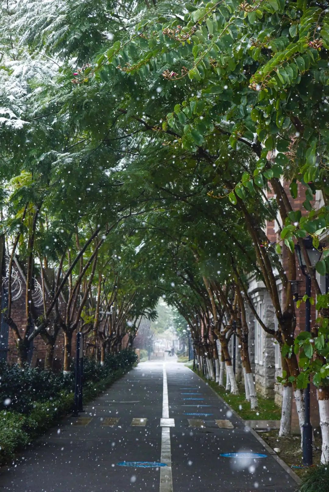下雪啦，下雪啦！邀请朋友们欣赏新川蓝花楹校园里的雪景。 
