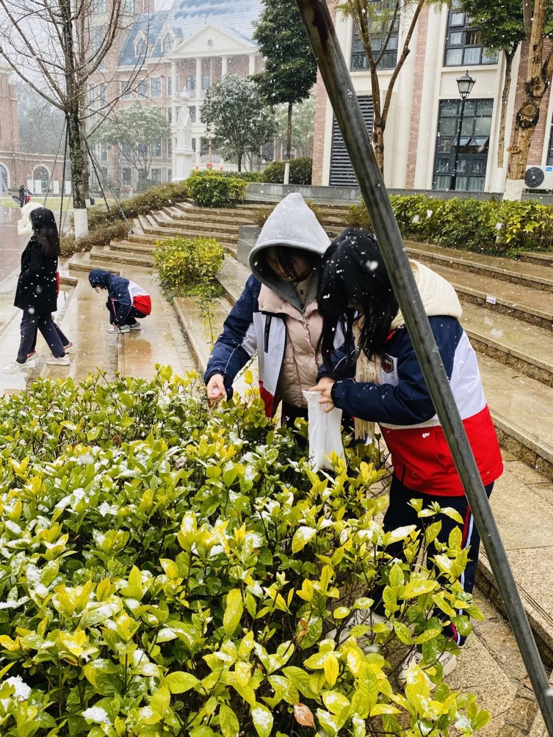 下雪啦，下雪啦！邀请朋友们欣赏新川蓝花楹校园里的雪景。 