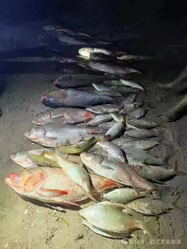 过年，趁夜色偷捞一网江鱼没事？渔政天眼：你想多了