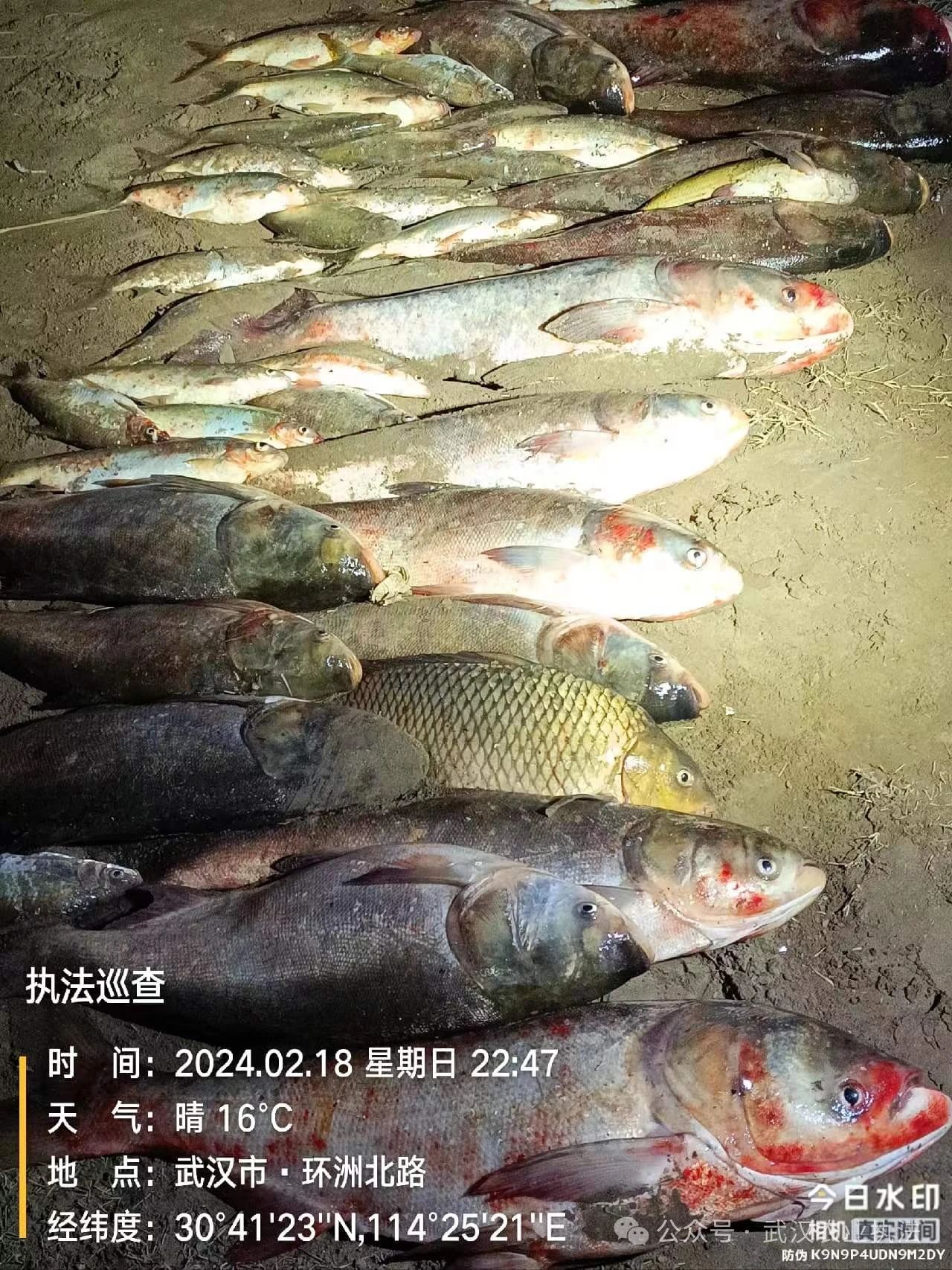 过年，趁夜色偷捞一网江鱼没事？渔政天眼：你想多了