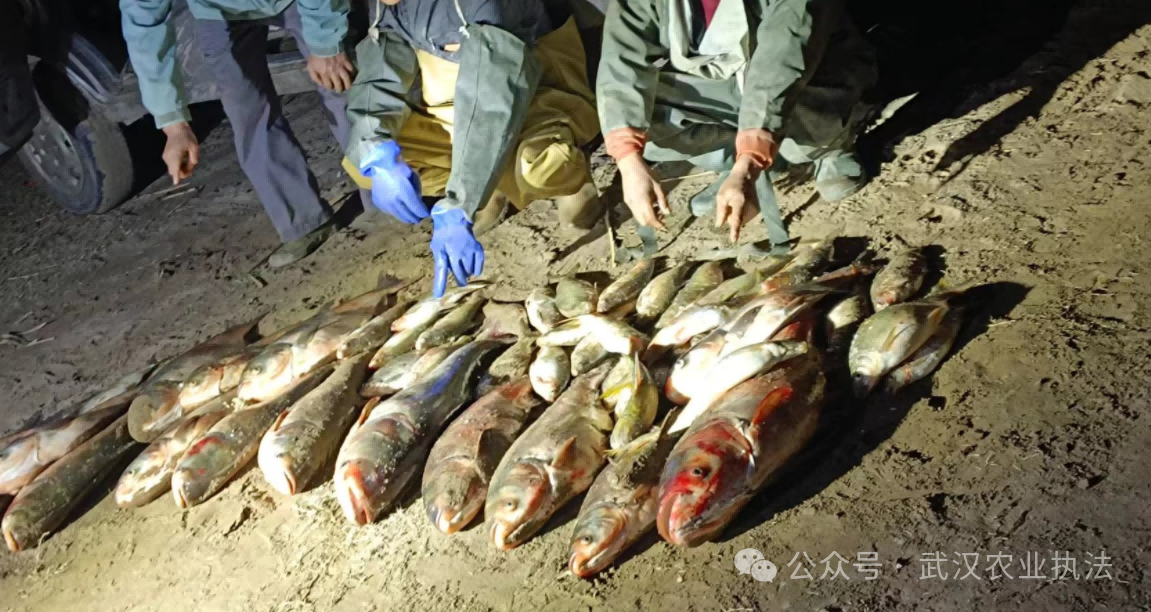 过年，趁夜色偷捞一网江鱼没事？渔政天眼：你想多了