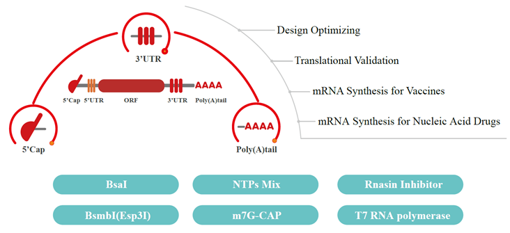 RNA Intelligent And Synthesis Platform RNA Intelligent And Synthesis Platform