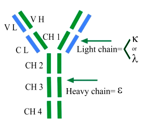 New CLIA product | Immunoglobulin E shines on the market