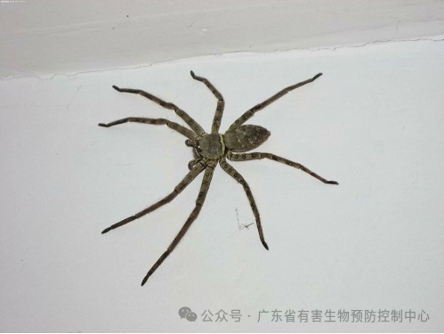 【疑难杂症】酒店有蜘蛛怎么处理? 【疑难杂症】酒店有蜘蛛怎么处理?