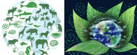 专家解读 | 新时期推进生物多样性保护的目标与关键行动