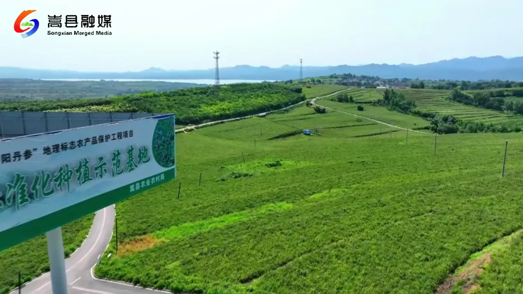 嵩县:科技创新助力“药食同源”产业链打造 嵩县:科技创新助力“药食同源”产业链打造