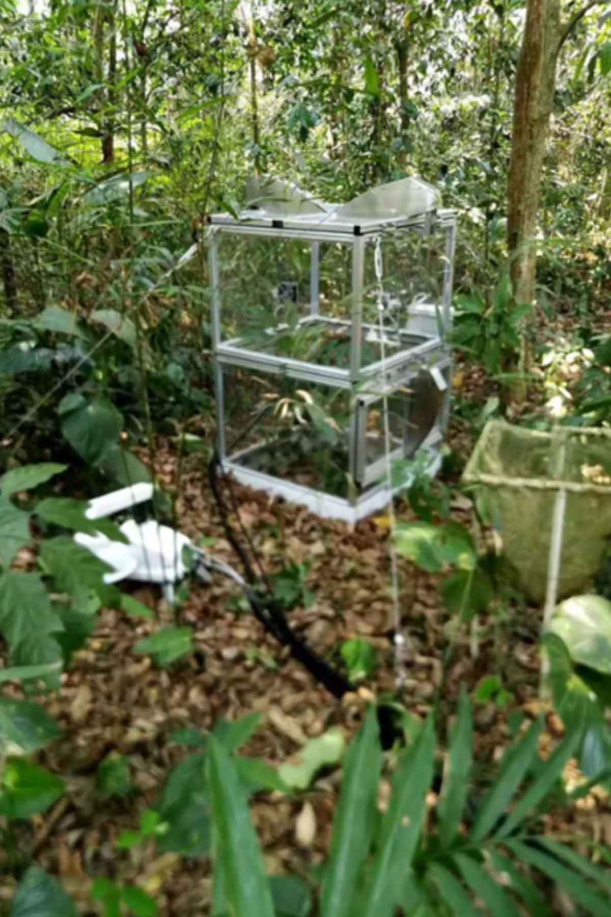 中科院版纳植物园CO2同化箱测量系统