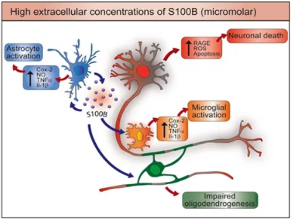 S100β检测——脑卒中诊断的新希望 | 红龙扑克生物快检解决方案 S100β检测——脑卒中诊断的新希望 | 红龙扑克生物快检解决方案