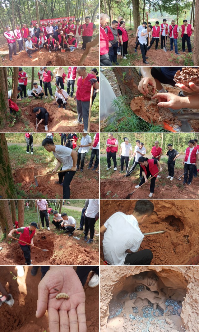 实训为王、收获满满!CPCO首期园林及古建筑白蚁防治实训班在衢州圆满落幕! 实训为王、收获满满!CPCO首期园林及古建筑白蚁防治实训班在衢州圆满落幕!