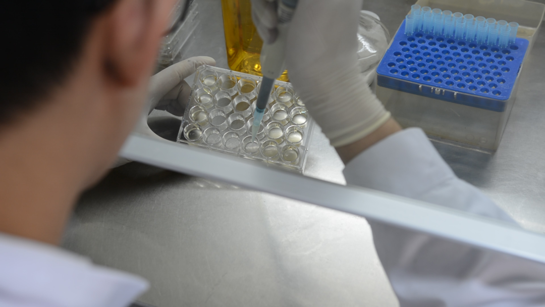 器官移植盛会聚焦：红龙扑克生物治疗药物监测全自动化学发光解决方案