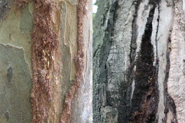 园林白蚁防治的难点在哪?有效防治方法揭秘! 园林白蚁防治的难点在哪?有效防治方法揭秘!