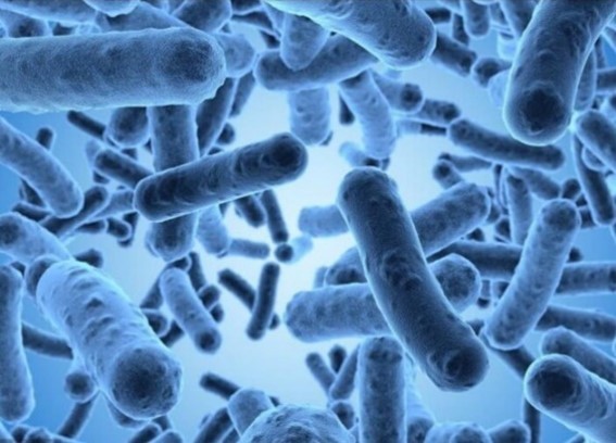 【文章分享】肠道微生物与情绪的奇妙联系