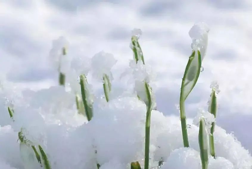 二十四节气 | 大雪：时雪转甚，故以大雪名节