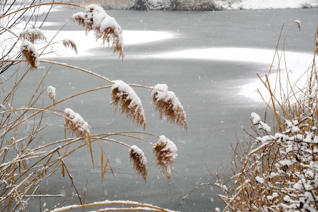 二十四节气 | 大雪：时雪转甚，故以大雪名节