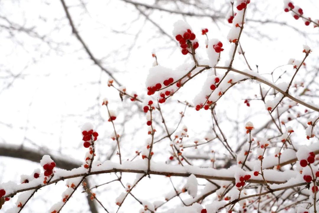 二十四节气 | 大雪：时雪转甚，故以大雪名节