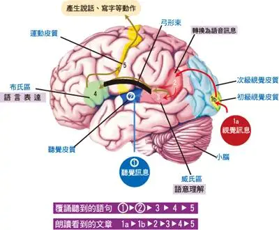 【育聪】特殊孩子没有语言表达，试试从这四方面入手