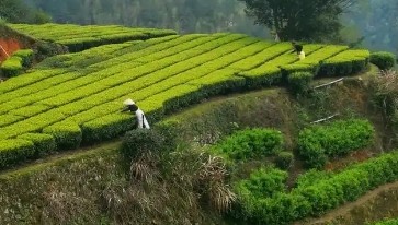 湖北：科技助力污染防治，守护绿水青山