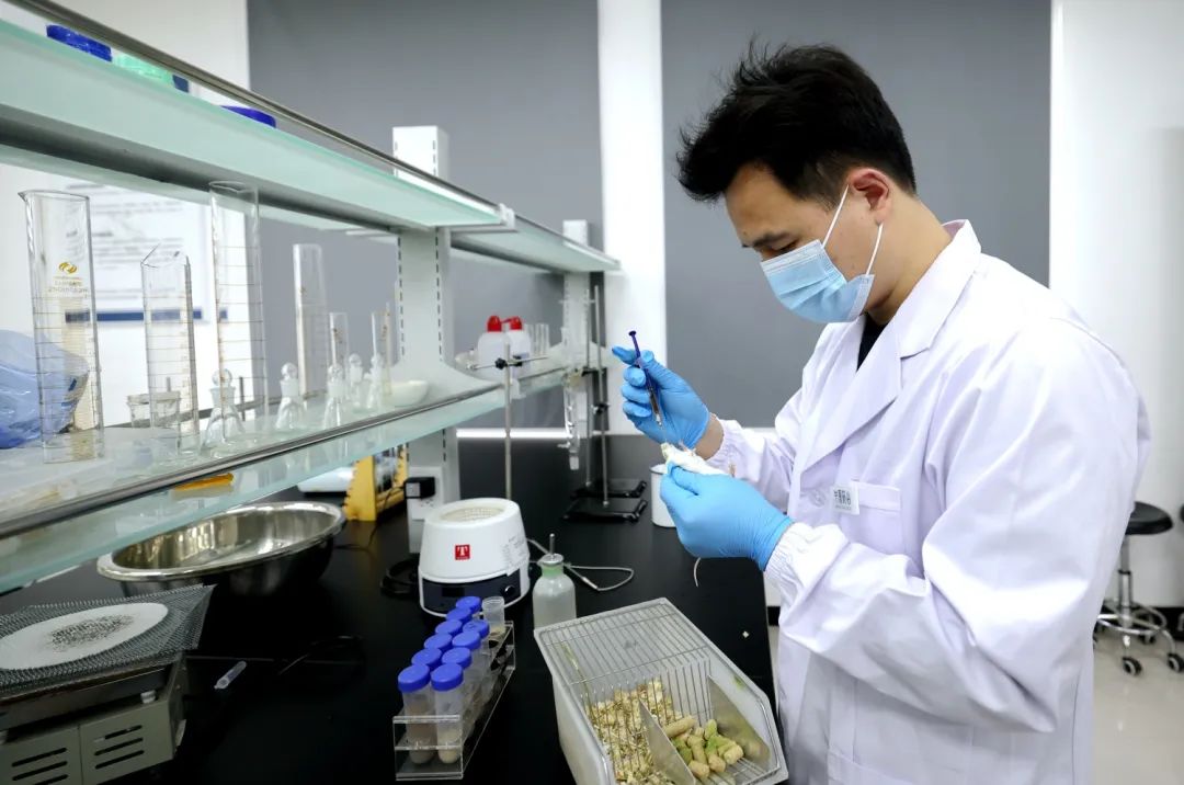 河南省科学院中原药谷科创园：中医药产业创新新引擎