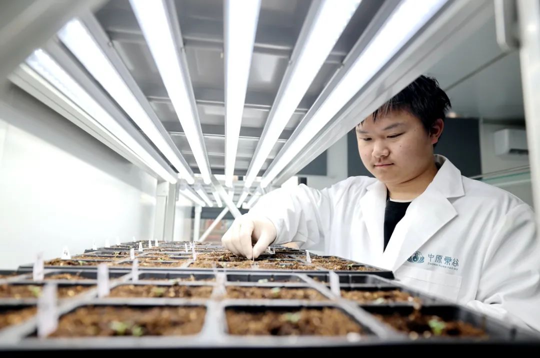 河南省科学院中原药谷科创园：中医药产业创新新引擎