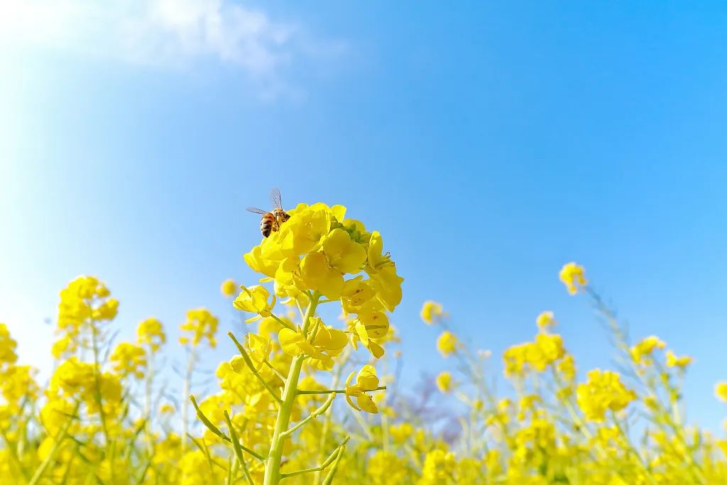 春风为笺，脚步作诗——成都王府学校初中部开展春日远足活动