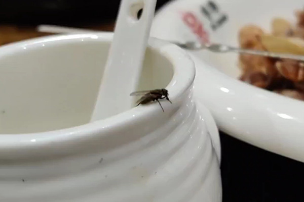 饭店苍蝇肆虐影响生意,到底怎样做才能彻底防治? 饭店苍蝇肆虐影响生意,到底怎样做才能彻底防治?