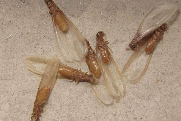 白蚁分飞进入高发期,哪些区域需重点检查防护? 白蚁分飞进入高发期,哪些区域需重点检查防护?