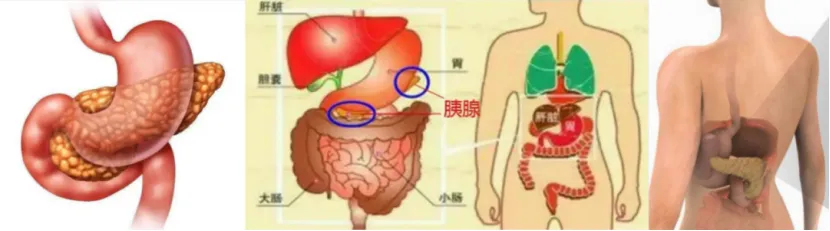 大众科普|糖尿病告别终身服药! 用“2T疗法”唤醒胰岛细胞,血糖稳稳降下来! 大众科普|糖尿病告别终身服药! 用“2T疗法”唤醒胰岛细胞,血糖稳稳降下来!