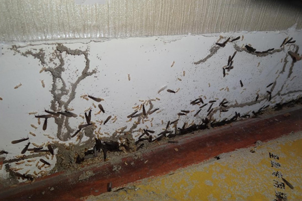 房屋整体怎样做防白蚁预处理才能更长效安全? 房屋整体怎样做防白蚁预处理才能更长效安全?