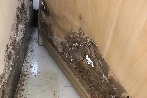 房屋整体怎样做防白蚁预处理才能更长效安全? 房屋整体怎样做防白蚁预处理才能更长效安全?