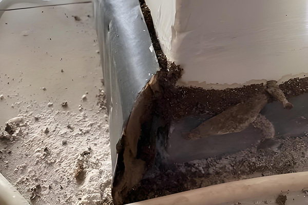 自建房担心会被白蚁侵蚀？有哪些实用预防办法？