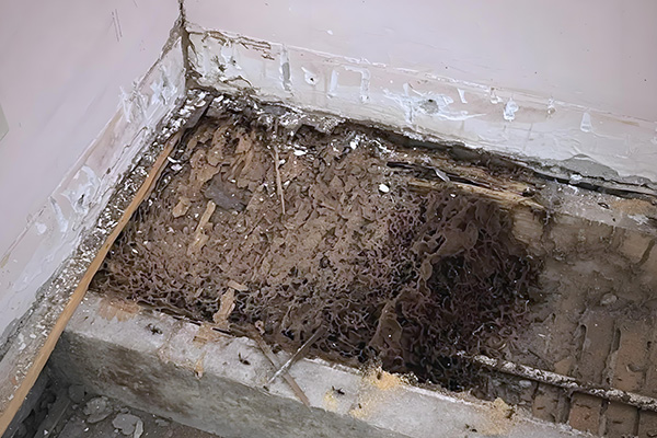 自建房担心会被白蚁侵蚀？有哪些实用预防办法？