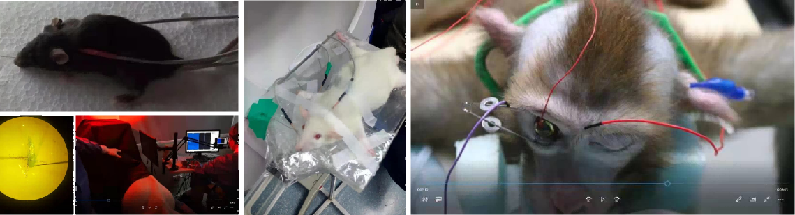 动物视觉电生理仪 动物视觉电生理仪