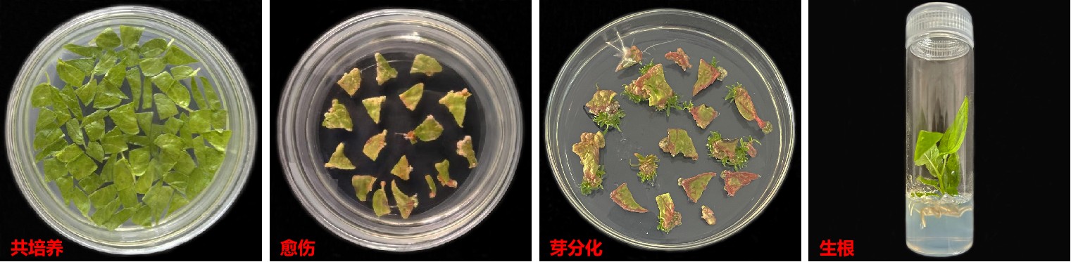 杨树遗传转化 杨树遗传转化