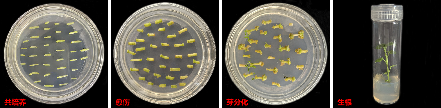 马铃薯遗传转化服务