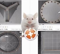 动物行为学迷宫可以研究动物的哪些行为
