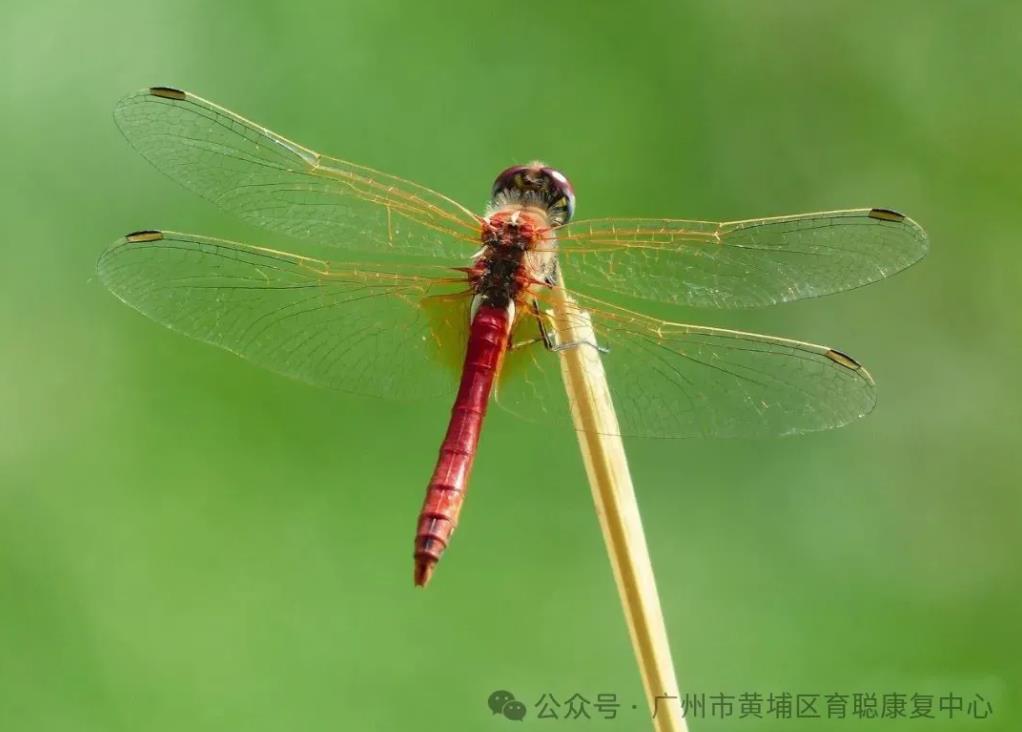 【育聪】最受孩子喜爱的20款语言游戏,太实用了(上篇) 【育聪】最受孩子喜爱的20款语言游戏,太实用了(上篇)