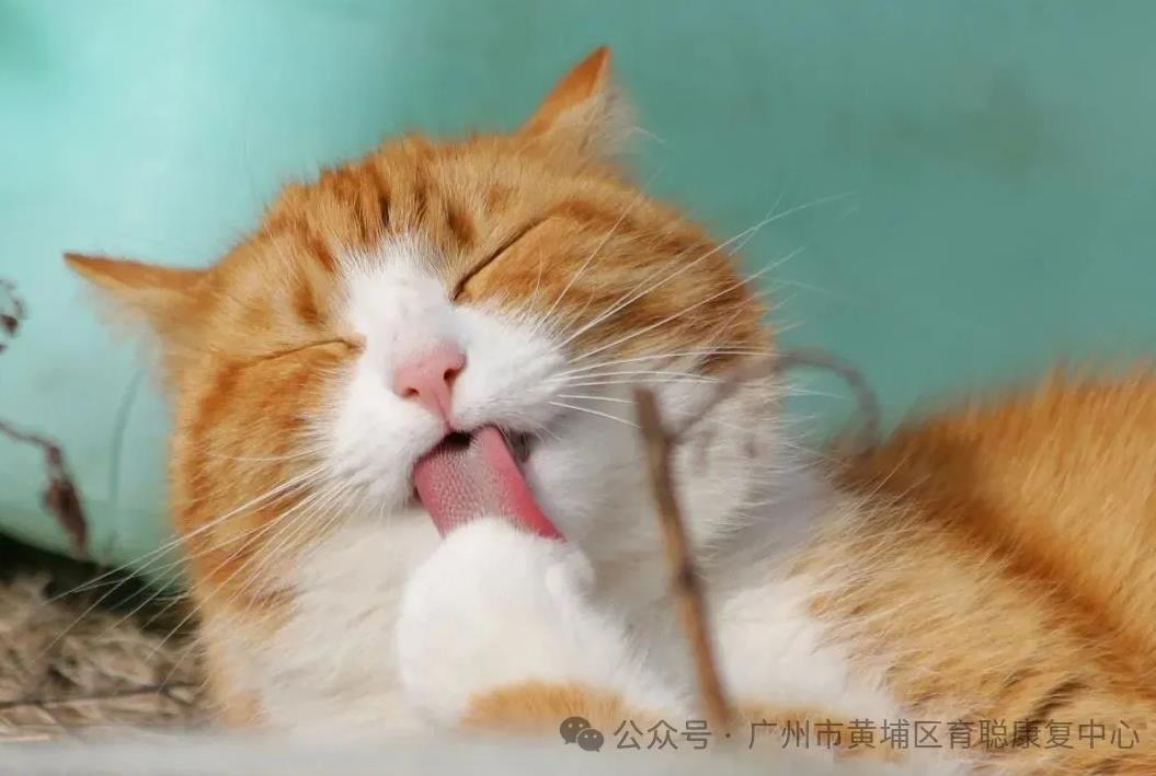 【育聪】最受孩子喜爱的20款语言游戏,太实用了(上篇) 【育聪】最受孩子喜爱的20款语言游戏,太实用了(上篇)