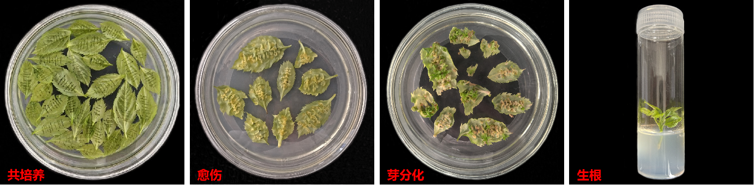 苹果遗传转化